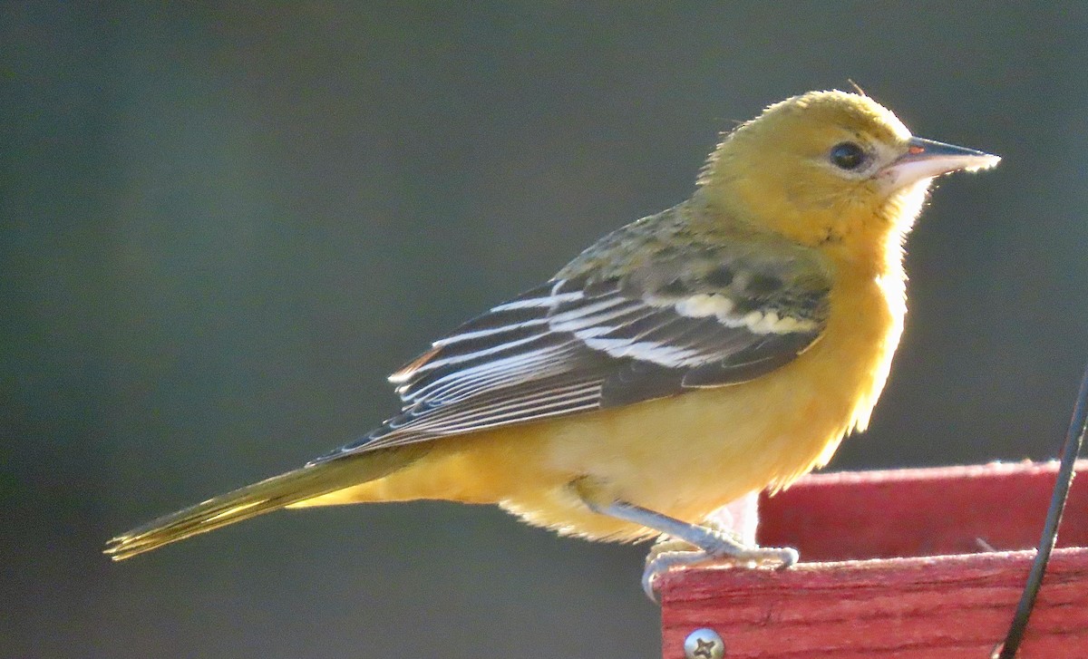 Baltimore Oriole - ML646687639