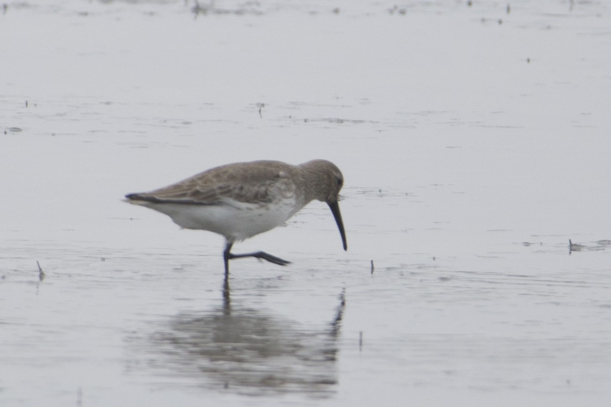 חופית אלפינית - ML646687640