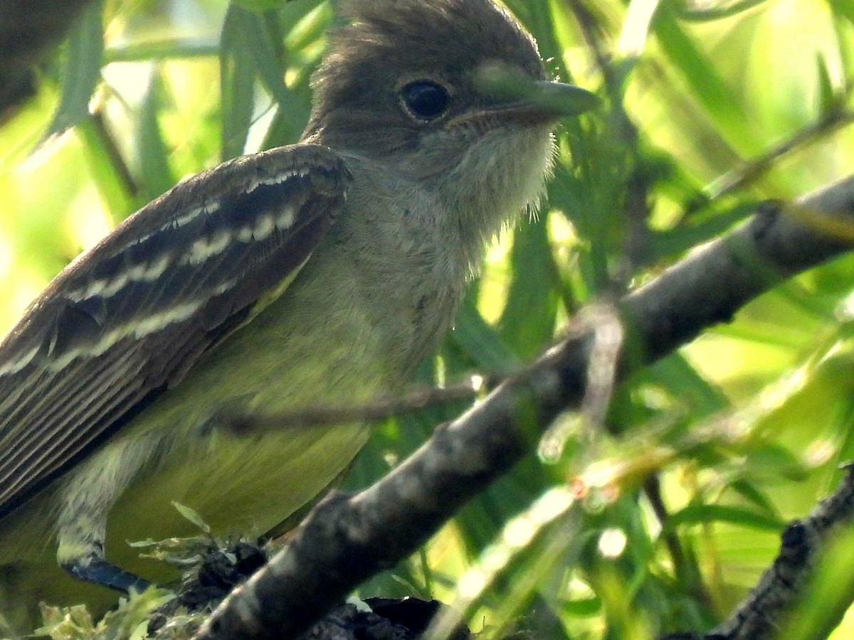 Large Elaenia - ML646687641