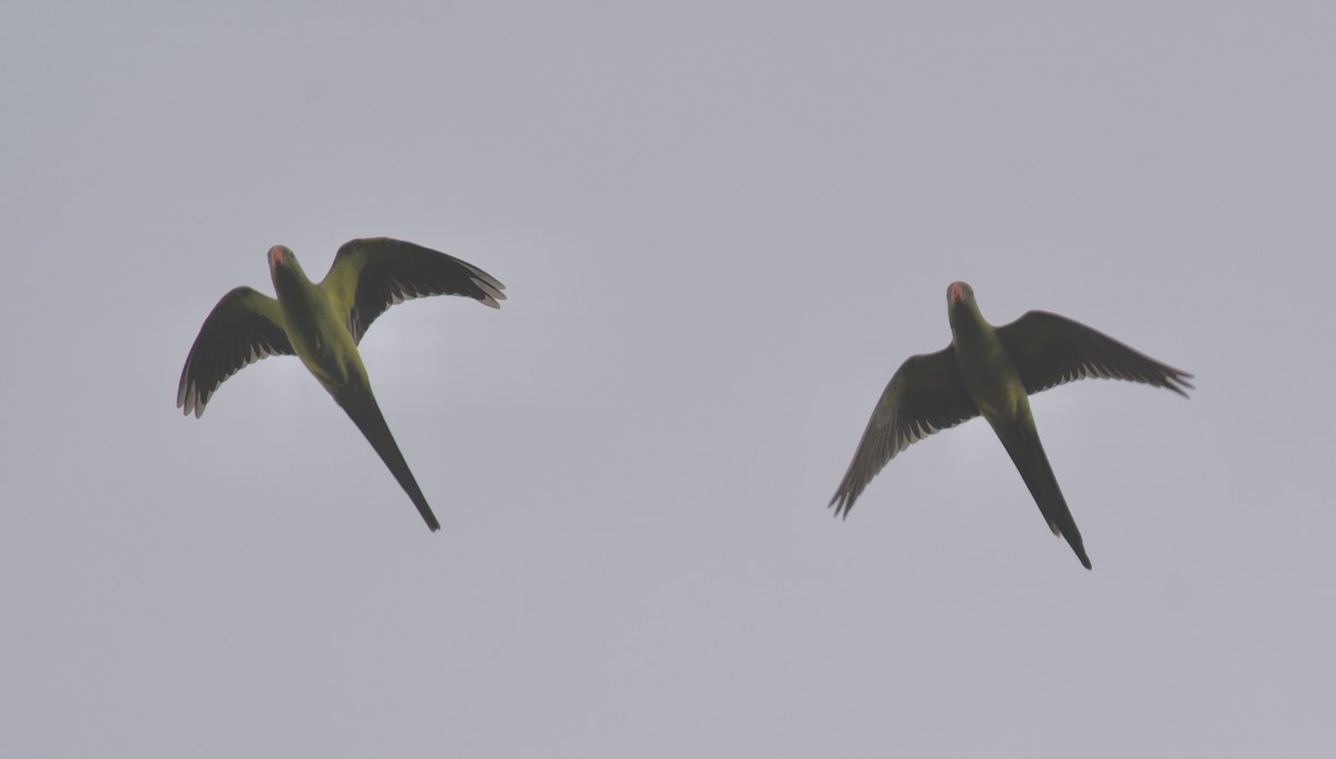 Regent Parrot - ML646687643