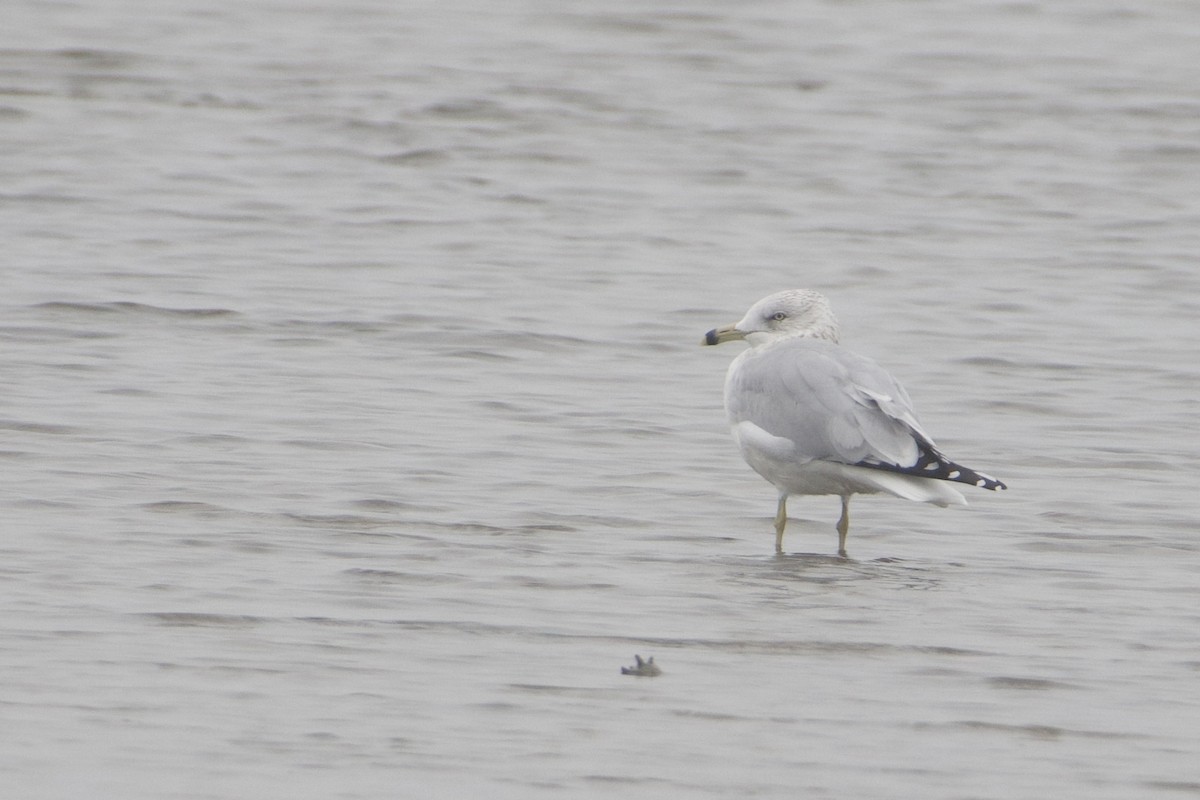 שחף עקוד-מקור - ML646687644