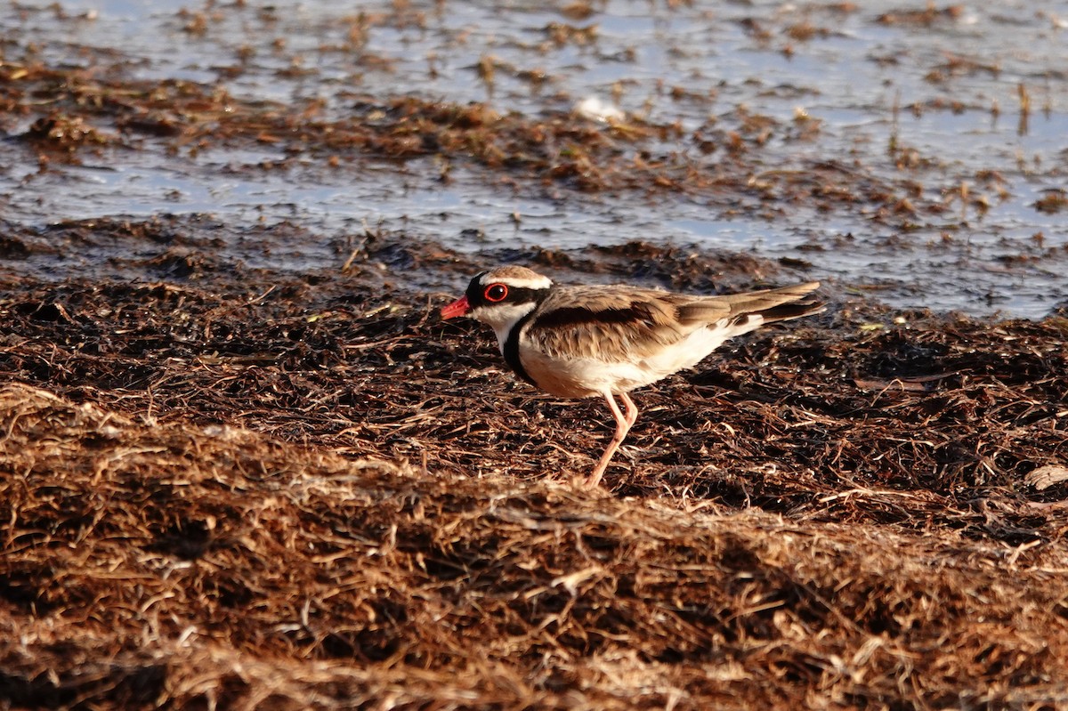 Black-fronted Dotterel - ML646687645