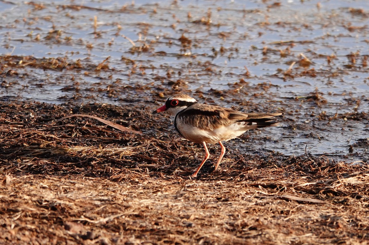 Black-fronted Dotterel - ML646687646