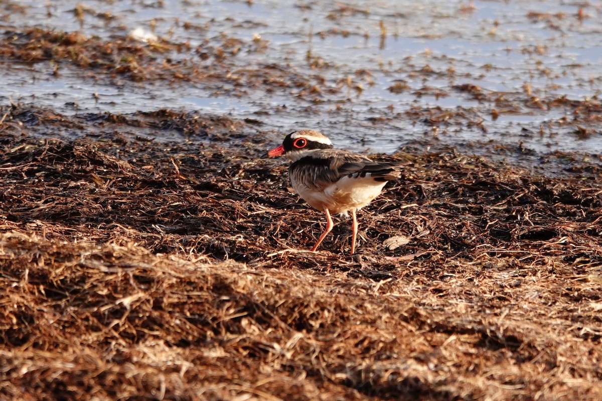 Black-fronted Dotterel - ML646687647