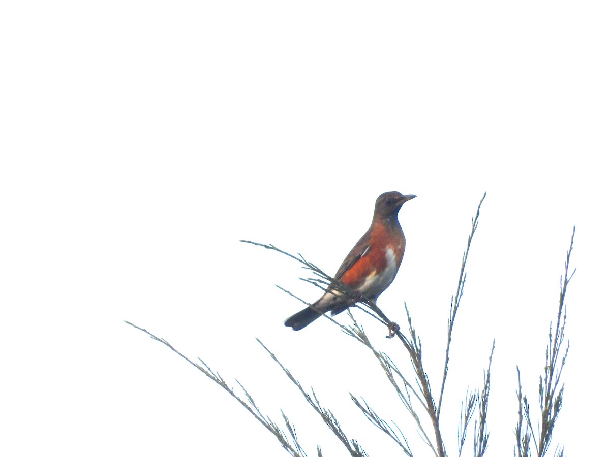 Sakhalin Ardıcı - ML646687652