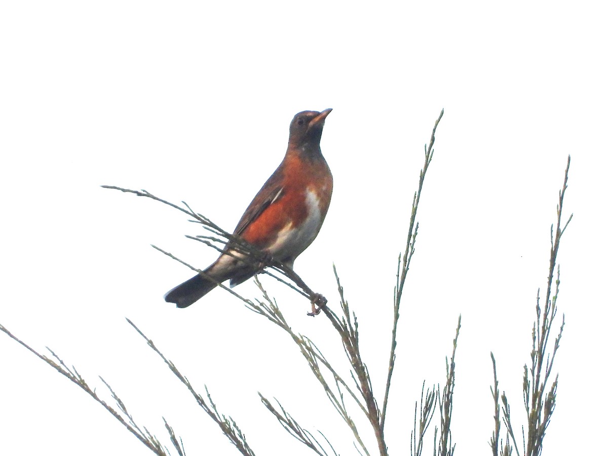 Sakhalin Ardıcı - ML646687653