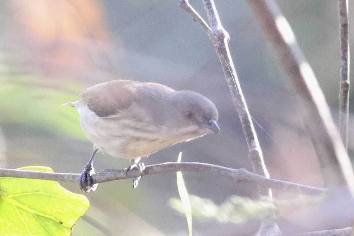 Thick-billed Flowerpecker - ML646687655
