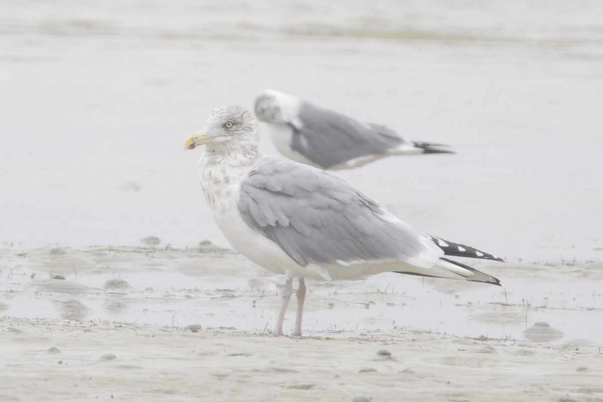שחף מערבי - ML646687656