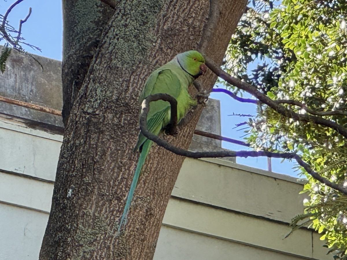 紅領綠鸚鵡 - ML646687657