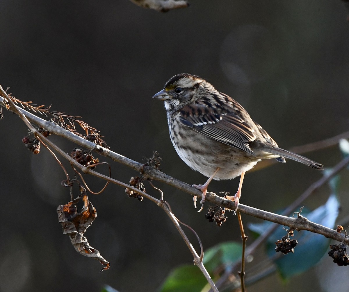 Bruant à gorge blanche - ML646687658
