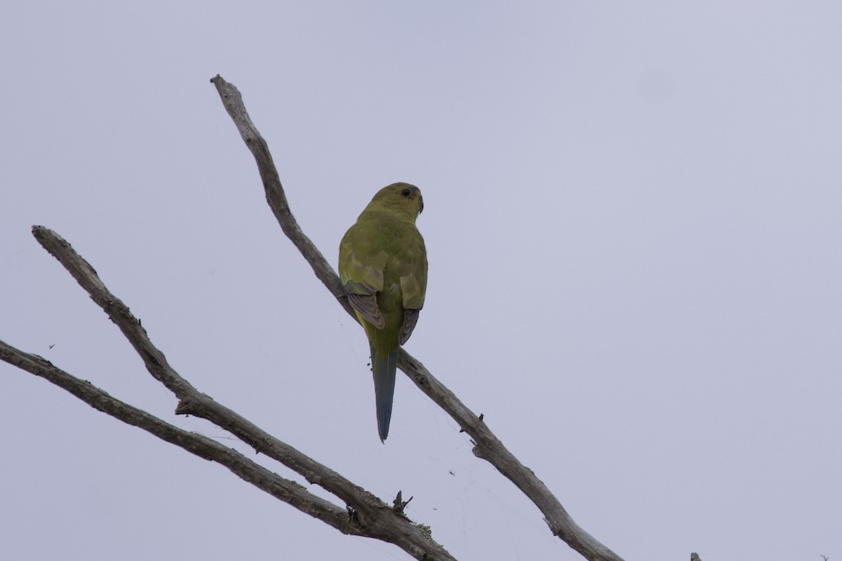 Elegant Parrot - ML646687659
