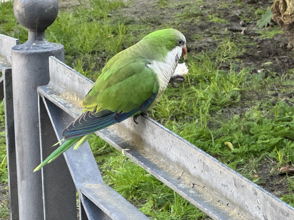 和尚鸚鵡 - ML646687660