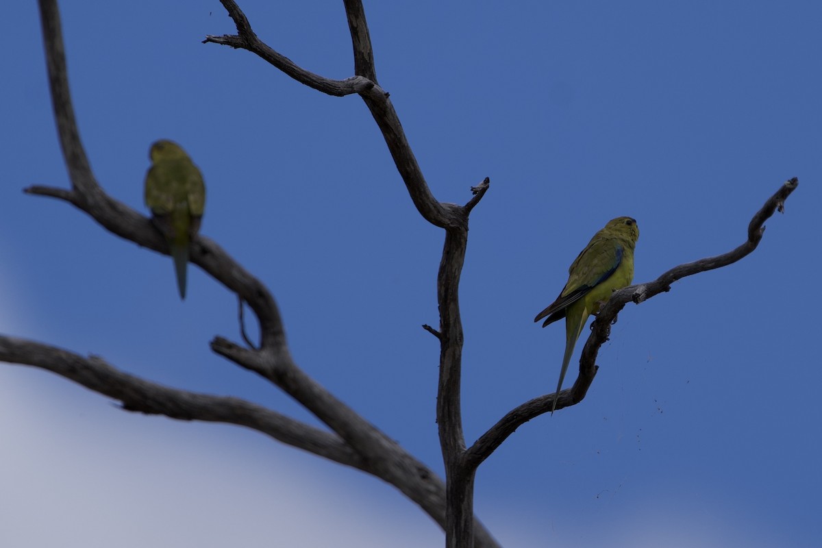 Elegant Parrot - ML646687661