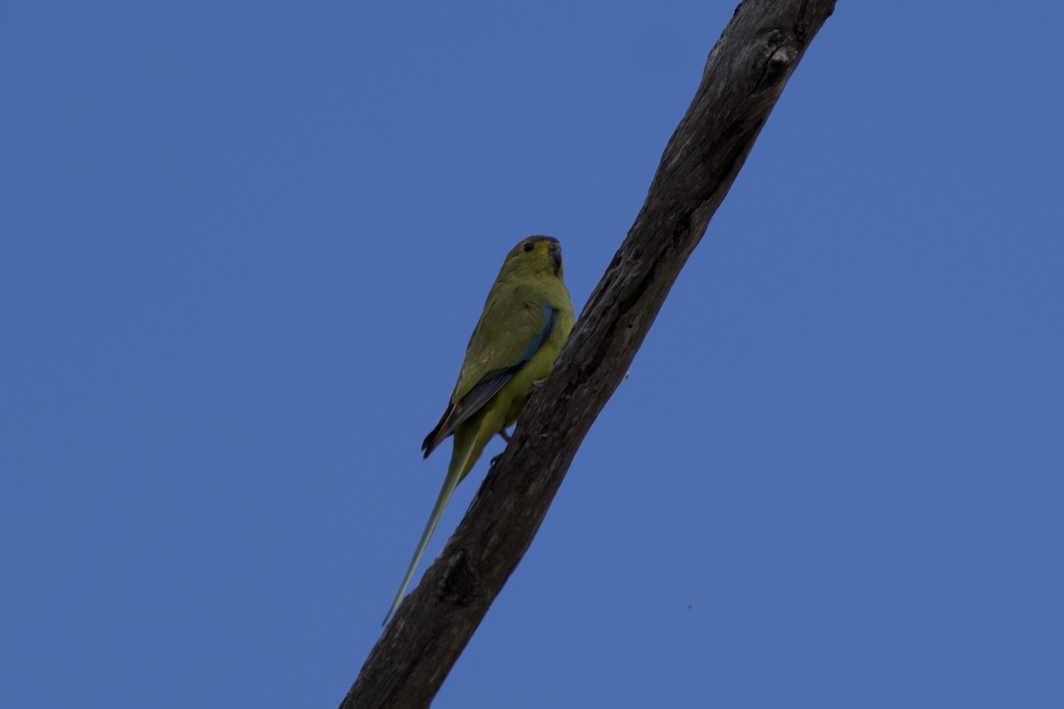 Elegant Parrot - ML646687662