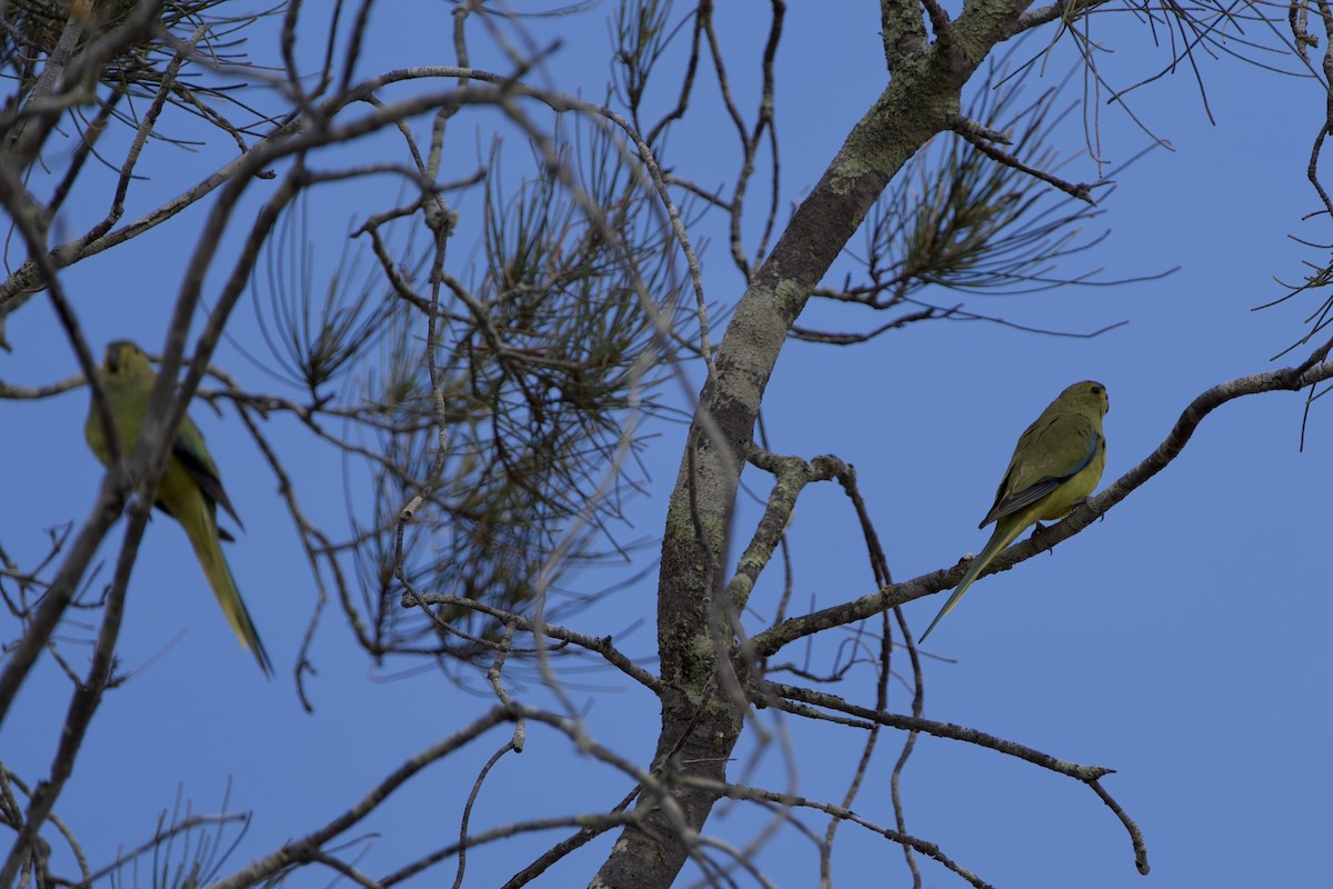 Elegant Parrot - ML646687663