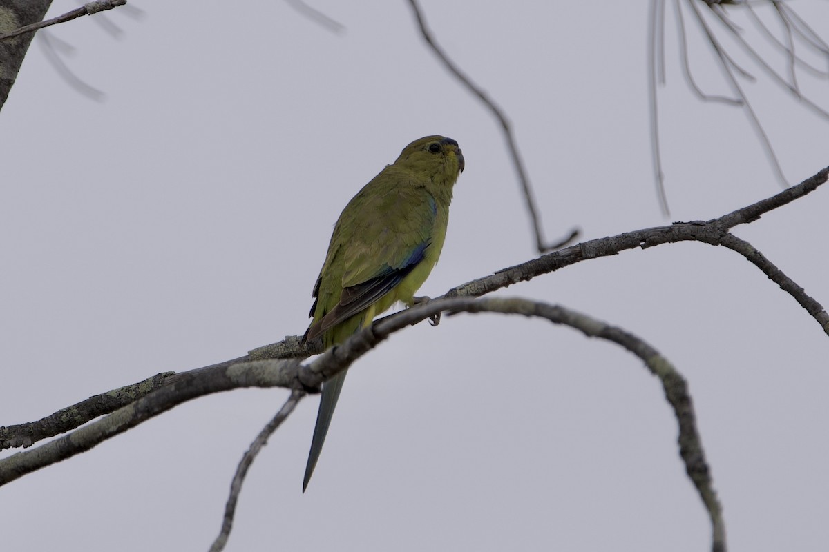 Elegant Parrot - ML646687664