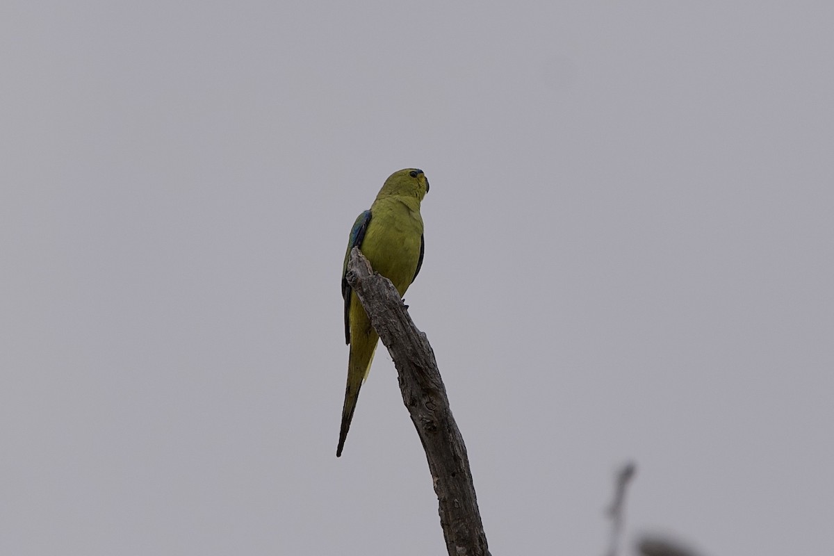 Elegant Parrot - ML646687665