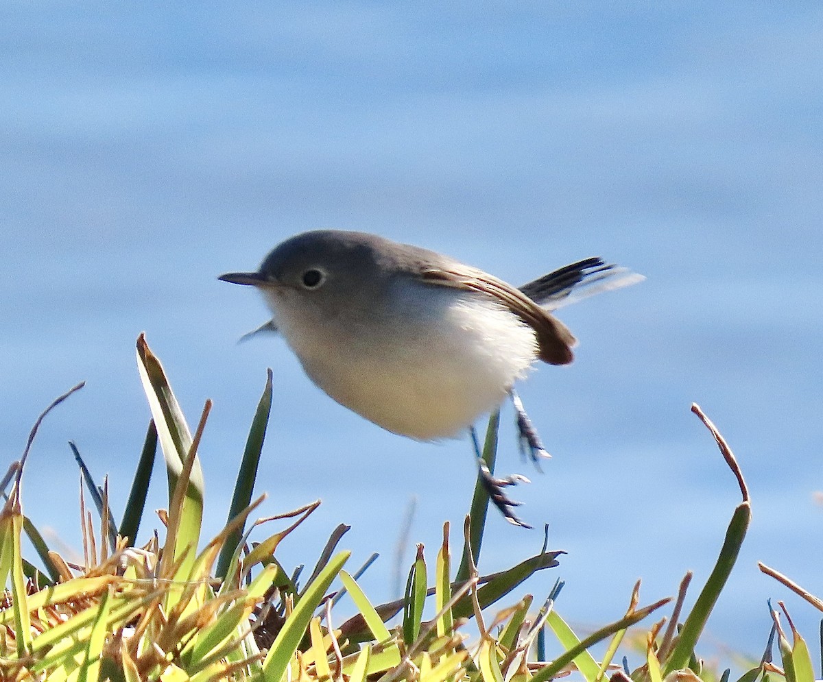 Blue-gray Gnatcatcher - ML646687666
