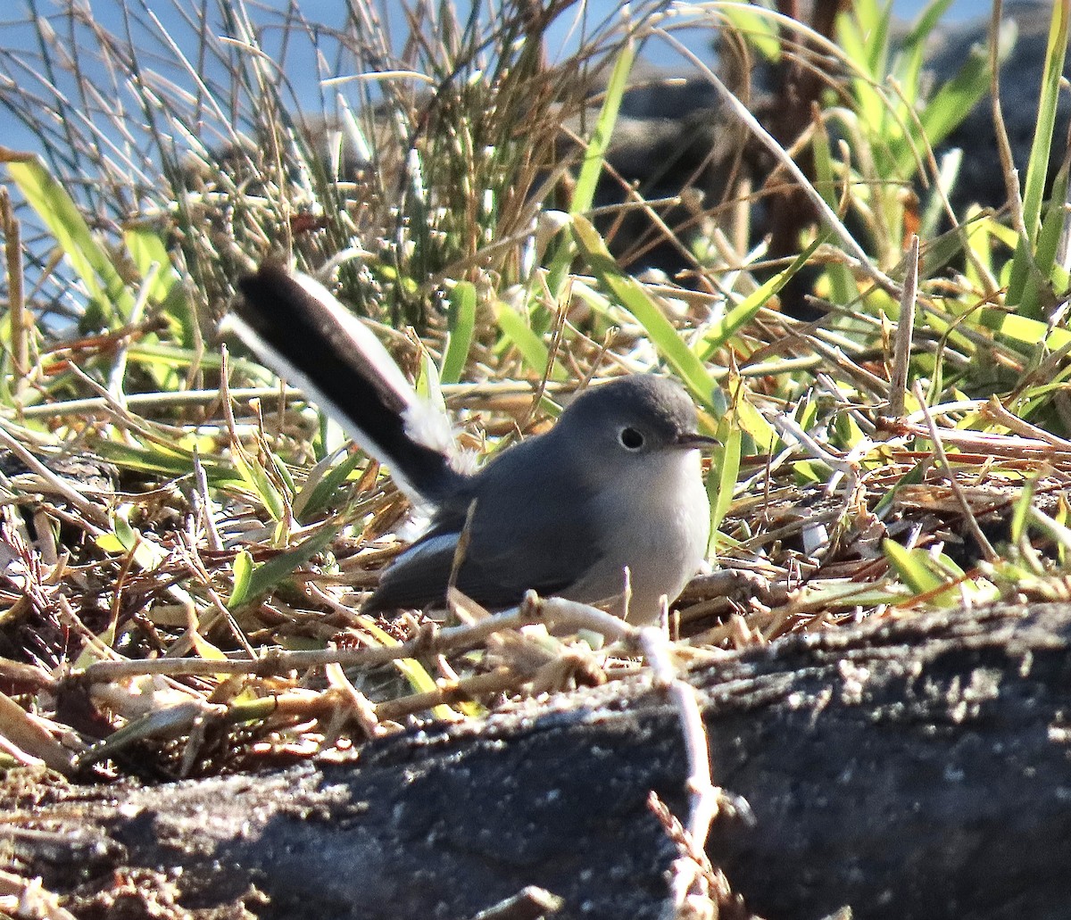 Blue-gray Gnatcatcher - ML646687667