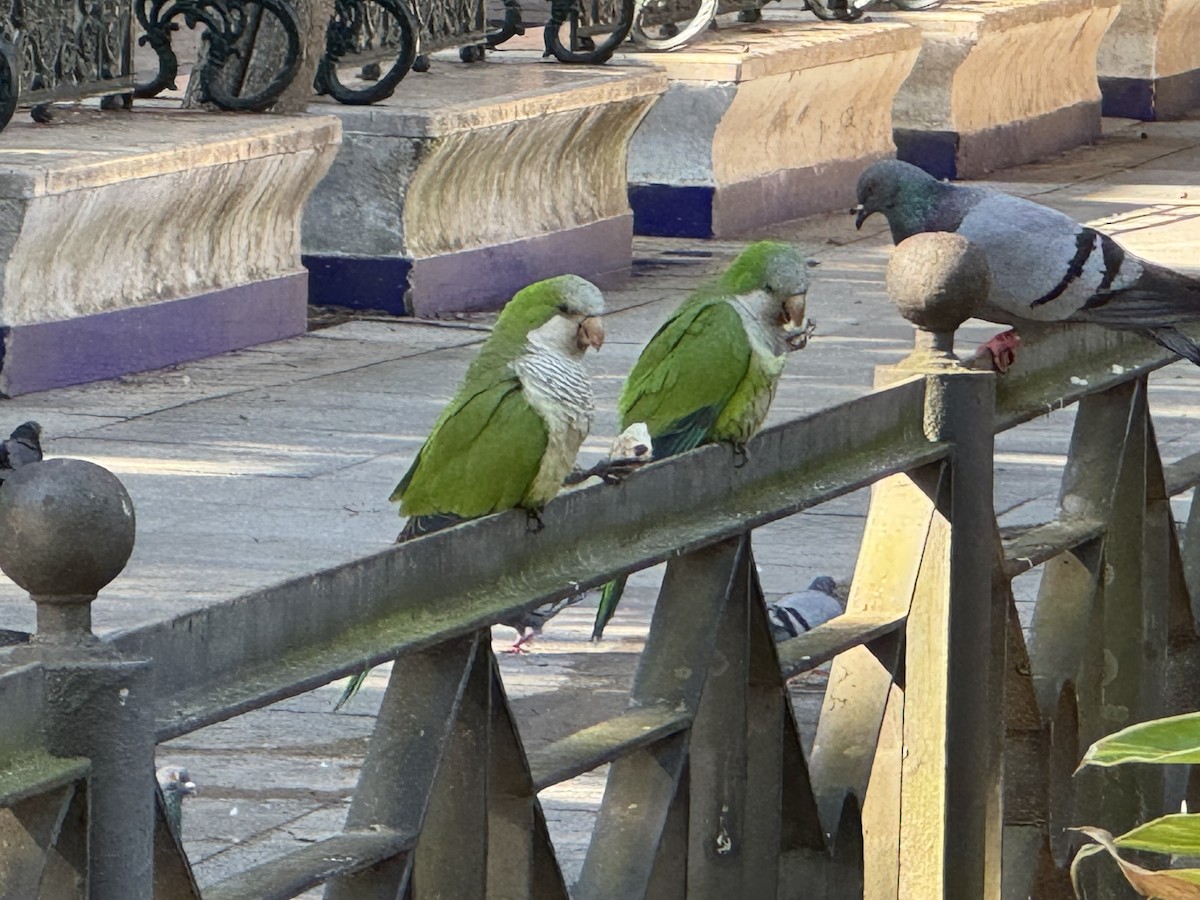 和尚鸚鵡 - ML646687668