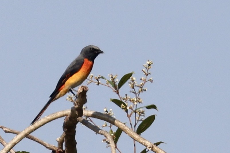 Small Minivet - ML646687669