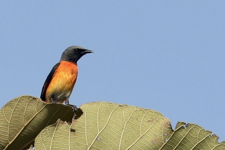 Small Minivet - ML646687670
