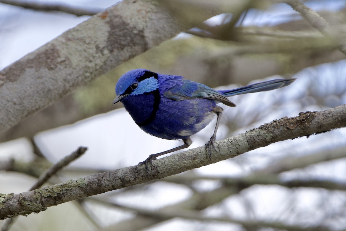 Splendid Fairywren - ML646687671