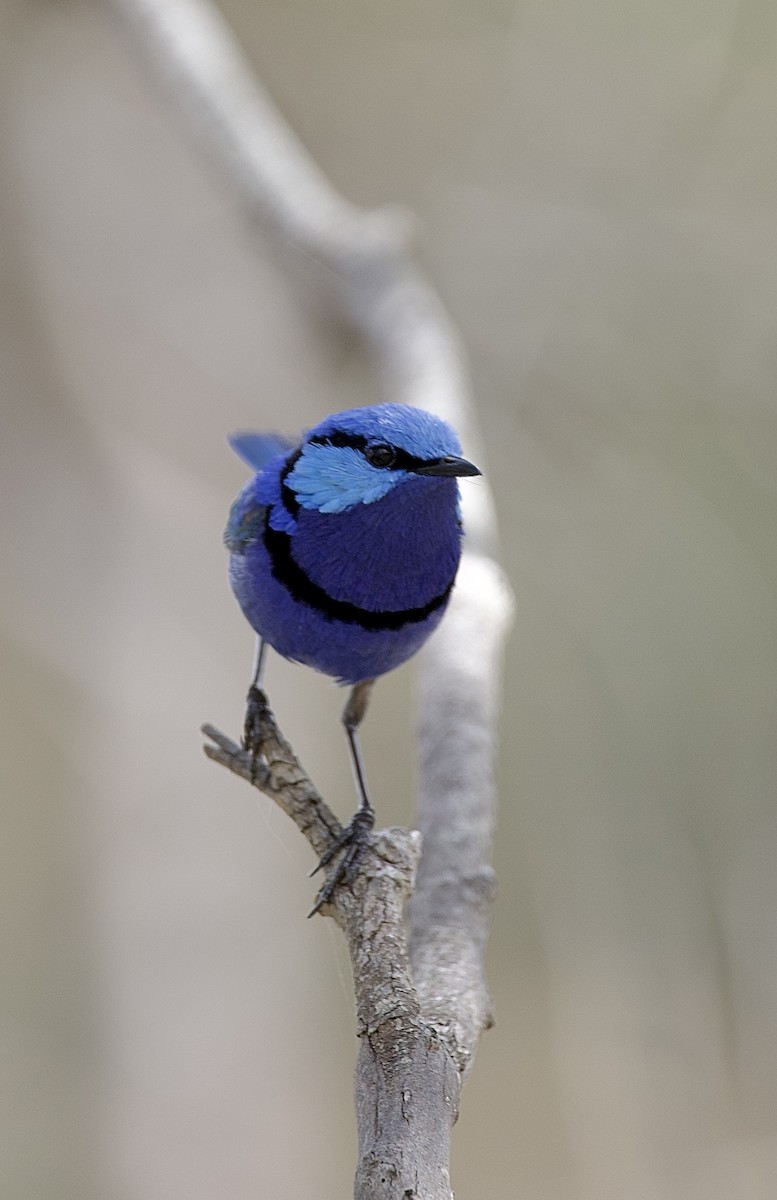 Splendid Fairywren - ML646687672