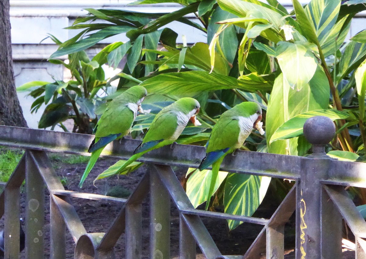 和尚鸚鵡 - ML646687673