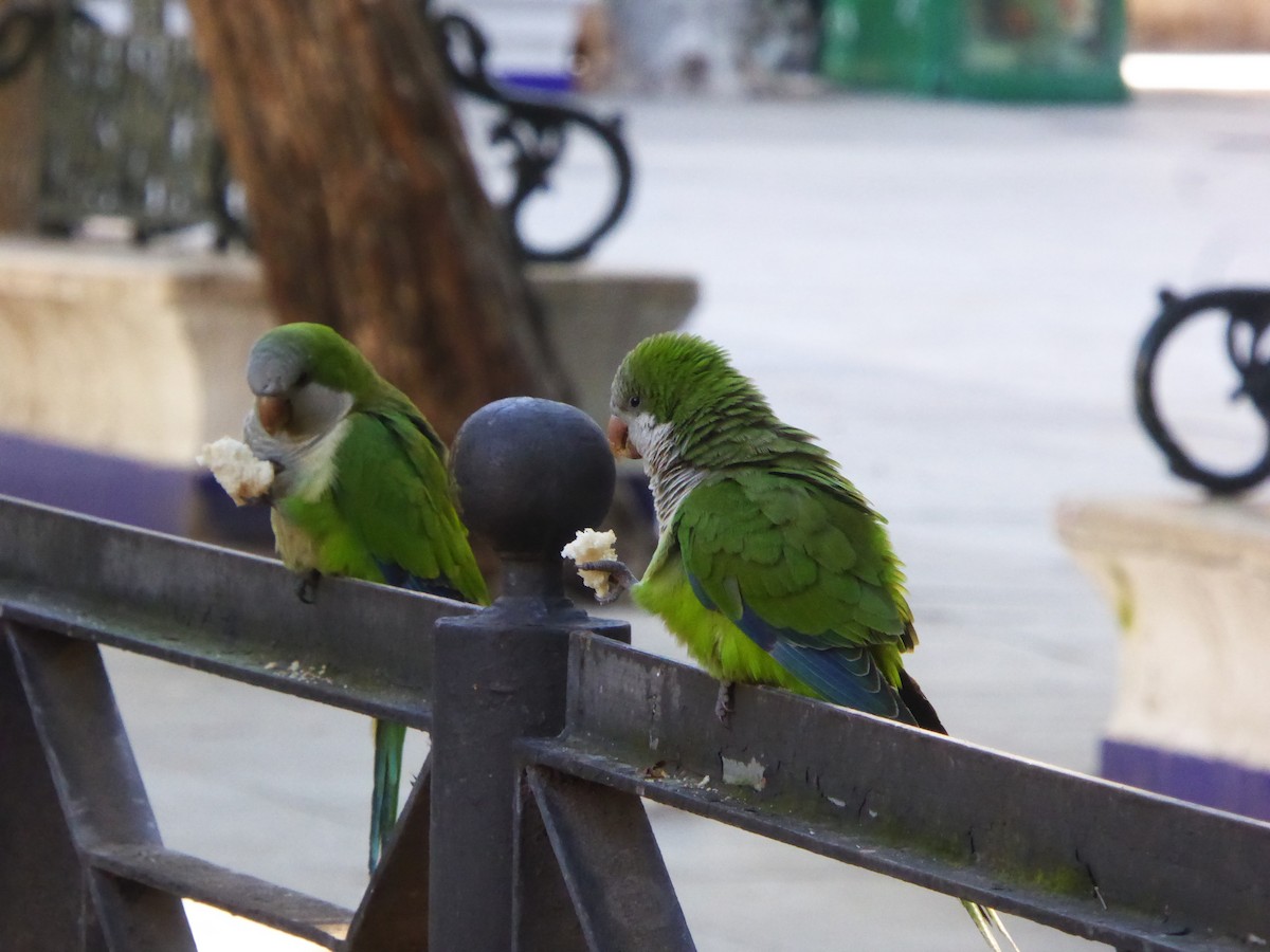 和尚鸚鵡 - ML646687674