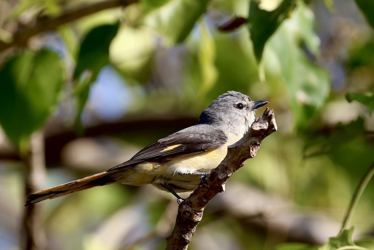 Small Minivet - ML646687675