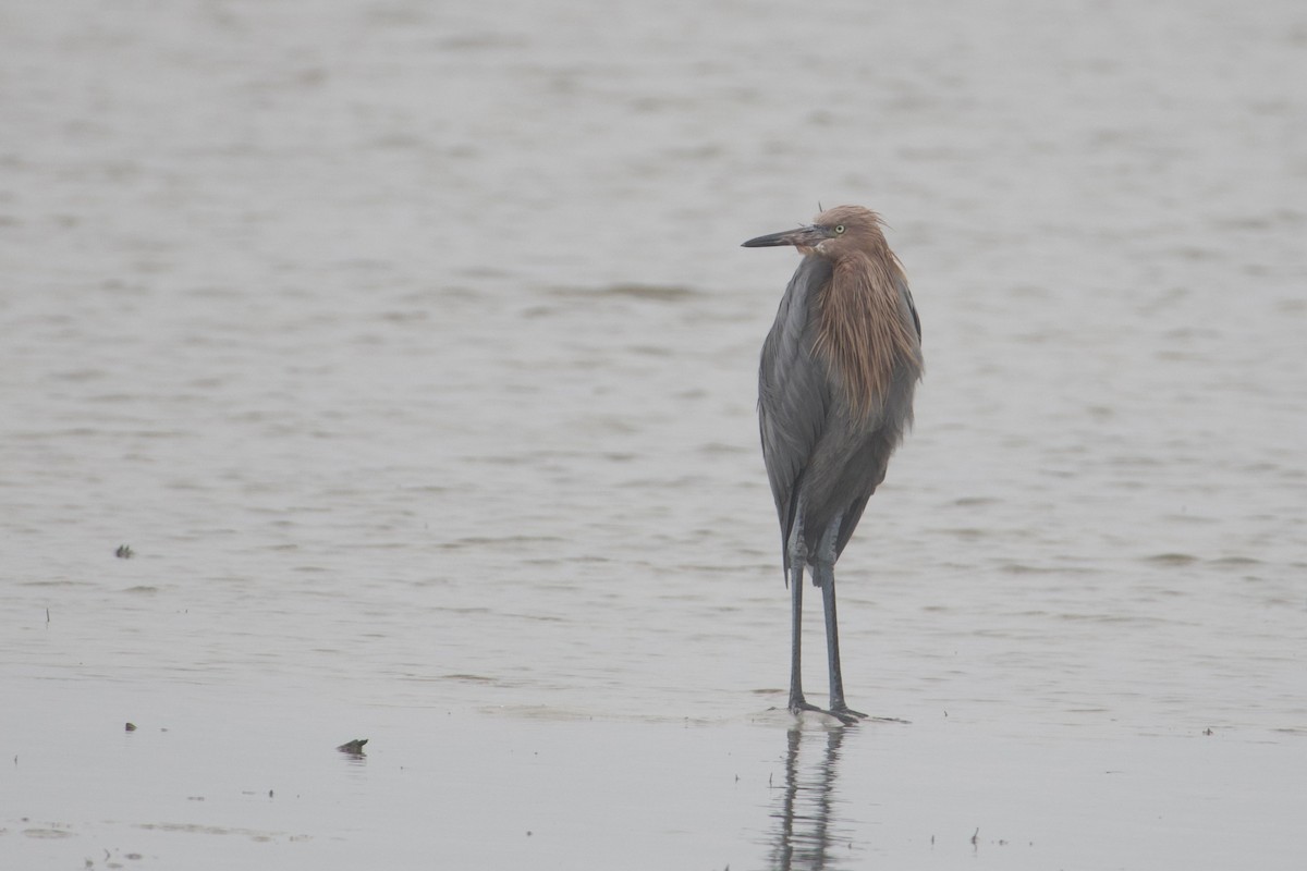 Reddish Egret - ML646687676