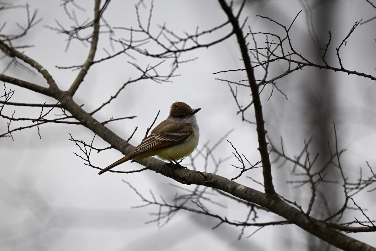 Копетон світлочеревий - ML646687677