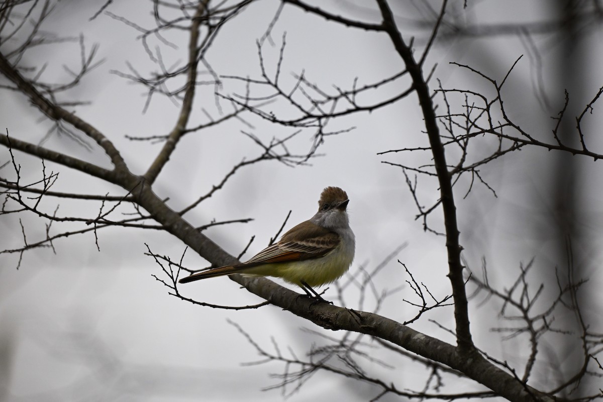 Копетон світлочеревий - ML646687678