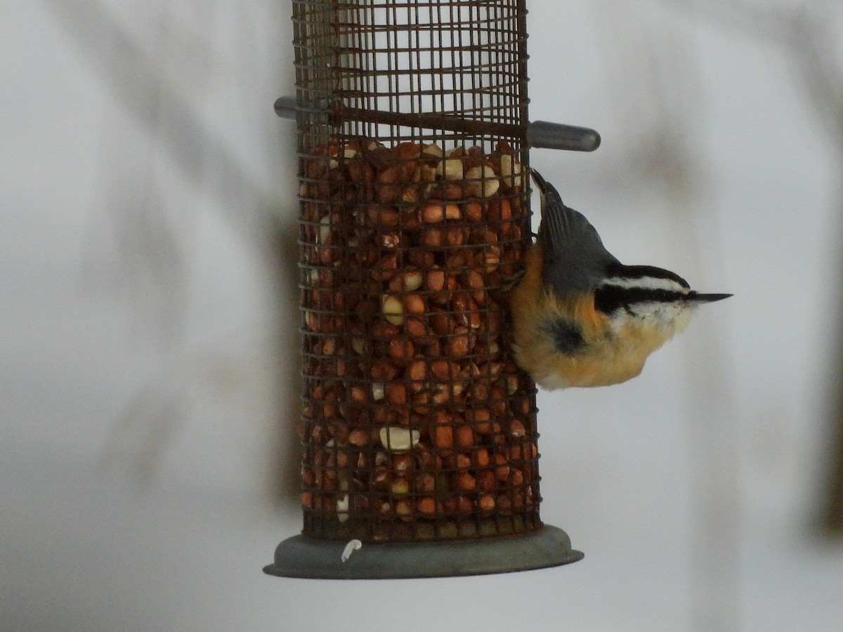 Канадский поползень - ML646687680