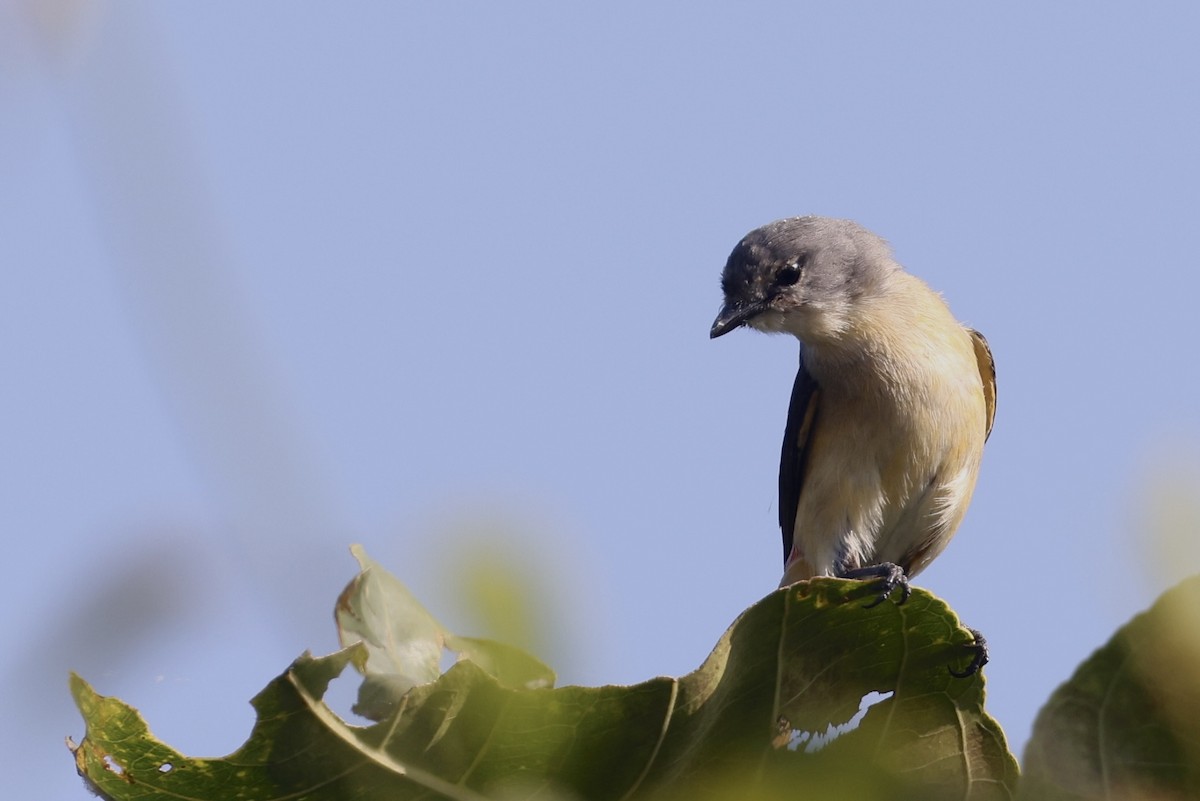 Small Minivet - ML646687681