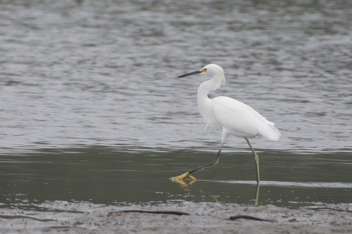 לבנית אמריקנית - ML646687682