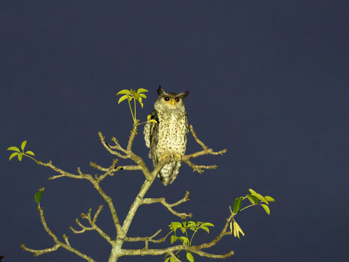 Пугач непальський - ML646687685