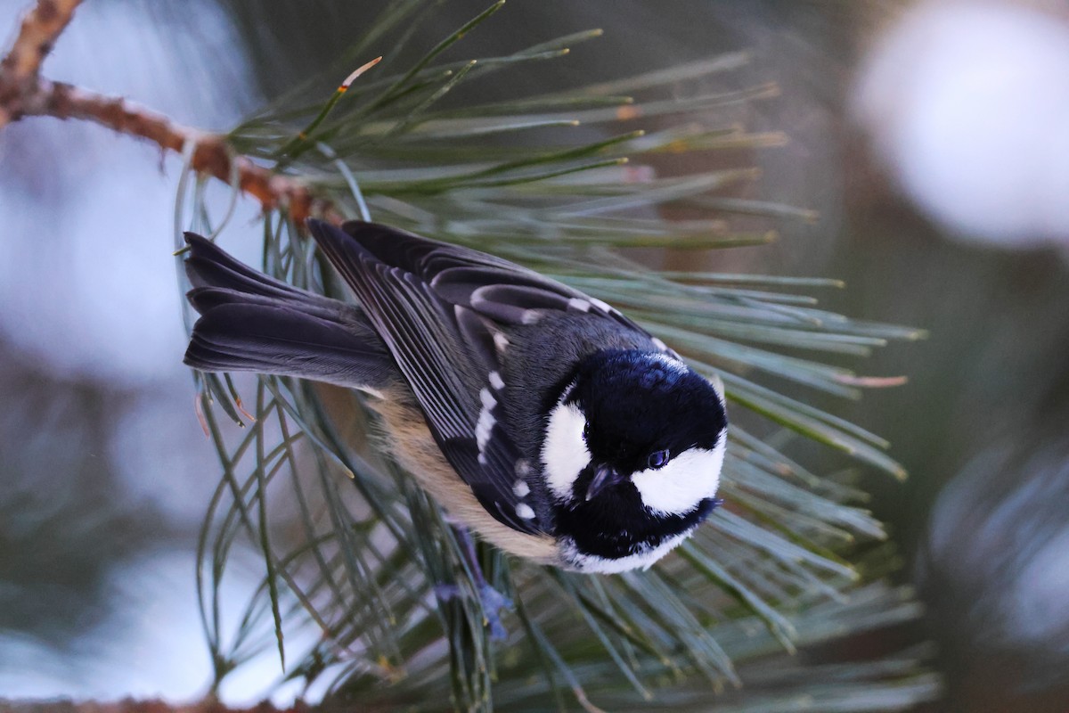 Coal Tit - ML646687686