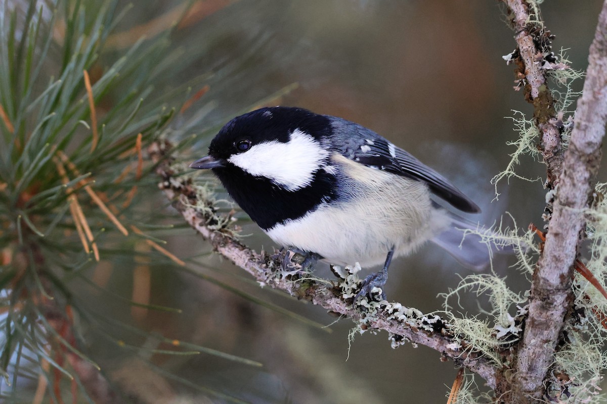 Coal Tit - ML646687687