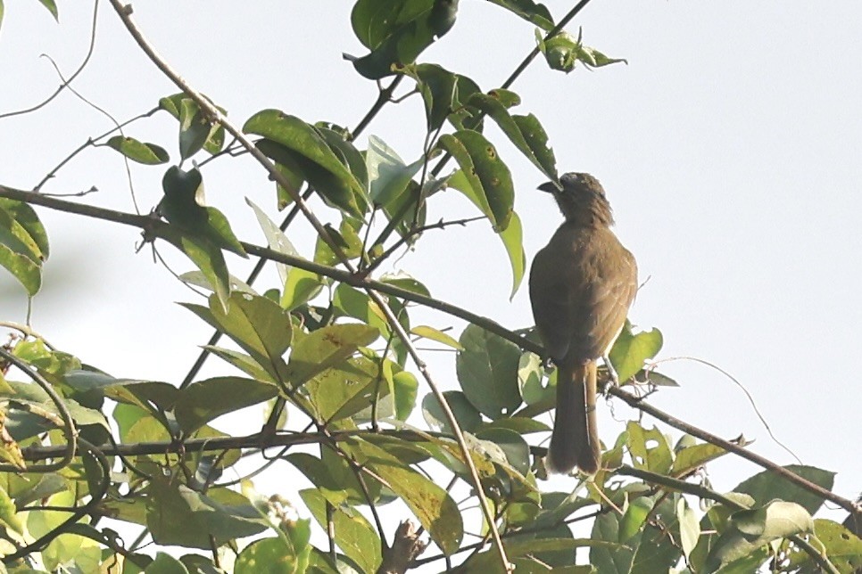 White-browed Bulbul - ML646687688