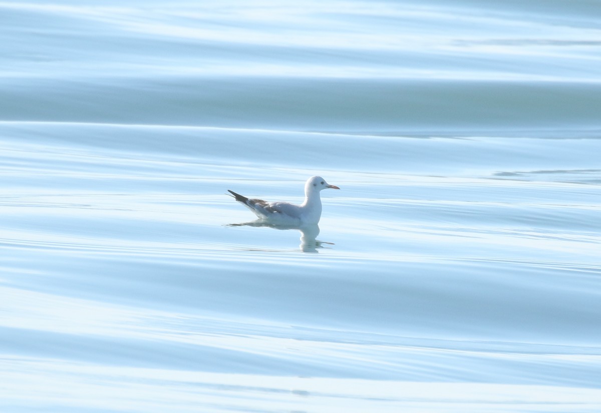 Antxeta mokozorrotza - ML646687692