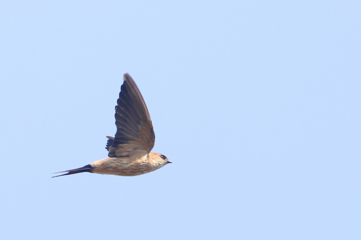 Eastern Red-rumped Swallow - ML646687693