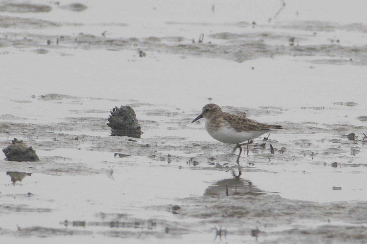 חופית זעירה - ML646687696