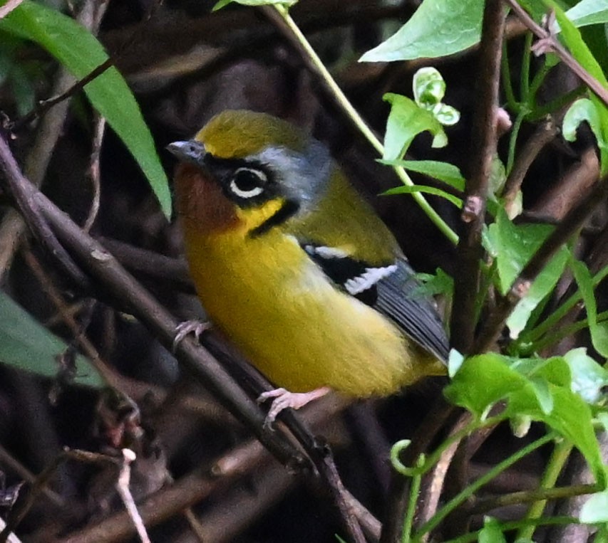 Black-eared Shrike-Babbler - ML646687702