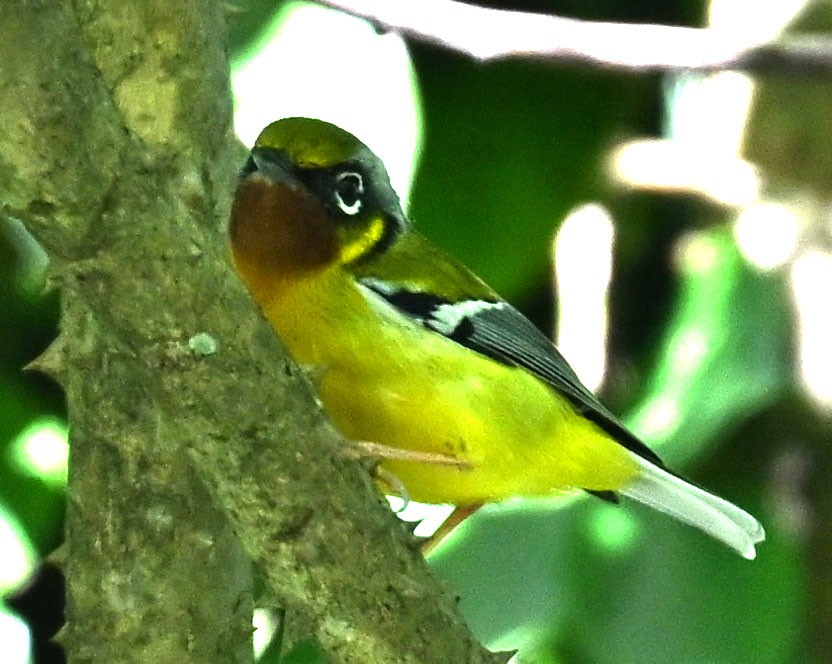 Black-eared Shrike-Babbler - ML646687703