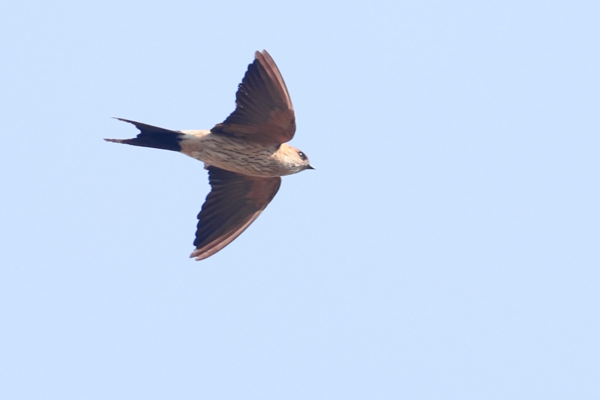 Eastern Red-rumped Swallow - ML646687704