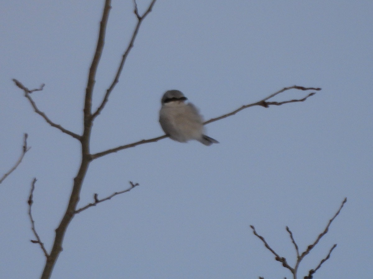 オオモズ - ML646687706