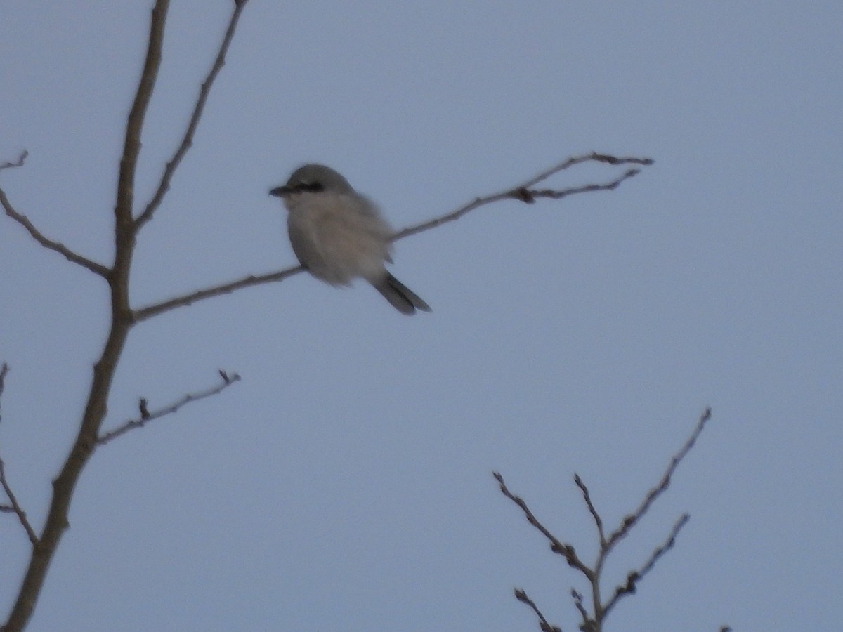 オオモズ - ML646687707