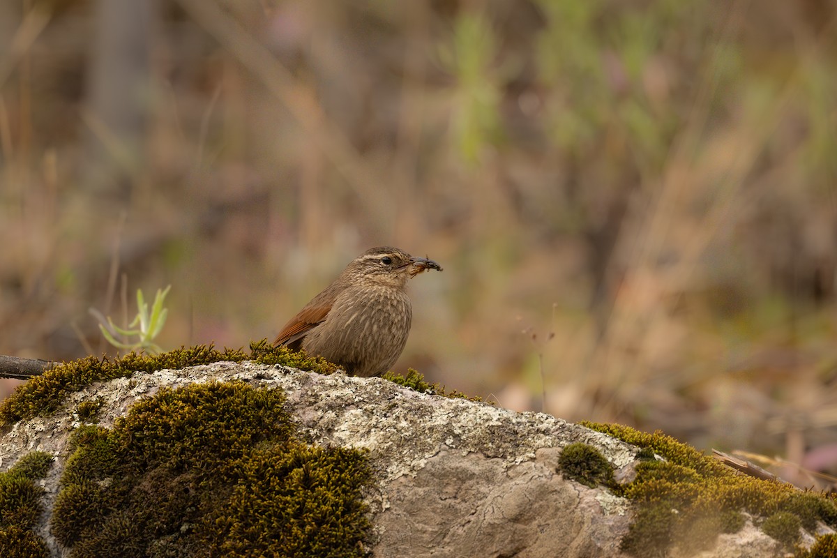 シマカマハシカマドドリ - ML646687709